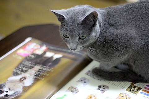猫 画像 ベンガル ロシアンブルー アビシニアン 家庭菜園 コーヒー栽培 猫と一緒にグリーンライフ