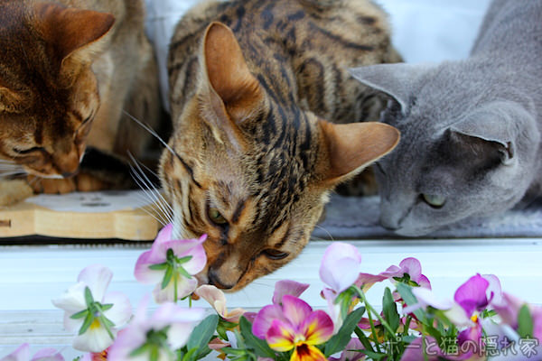 猫 画像 ベンガル猫 ロシアンブルー アビシニアン 家庭菜園 ベランダ菜園 猫と一緒にグリーンライフ TPP