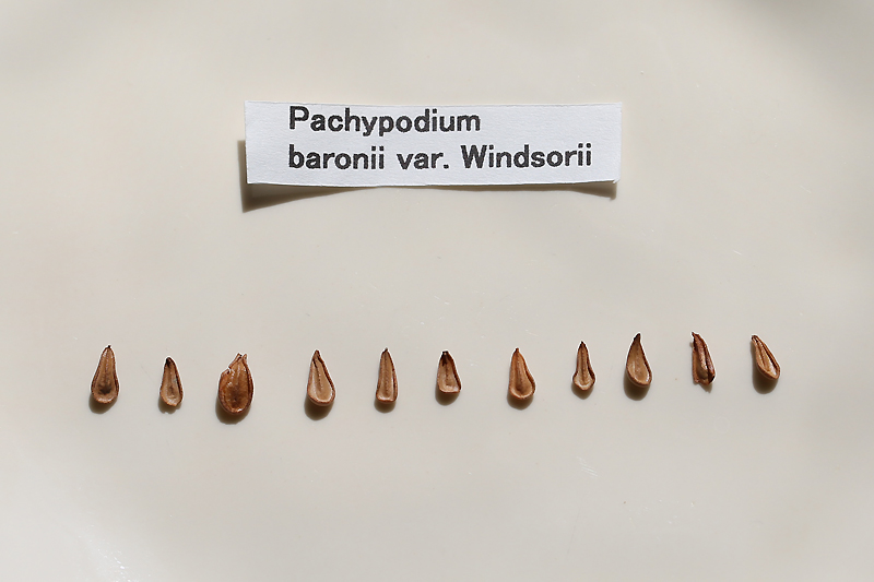 【Pachypodium baronii var. windsorii パキポディウム･ウィンゾリーちゃん】