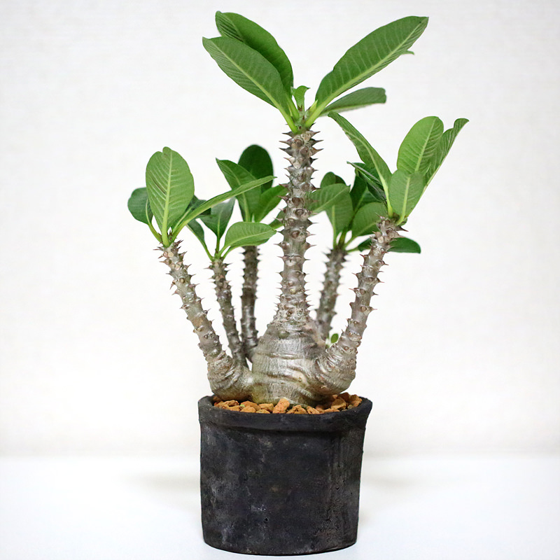 塊根 塊幹植物 Pachypodium Baronii Var Windsorii Seeds パキポディウム ウィンゾリー 育て方 株の増やし方 備忘録