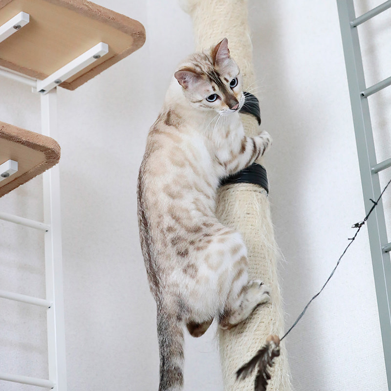【ふくちゃん】Snowbengal , Bengal cat