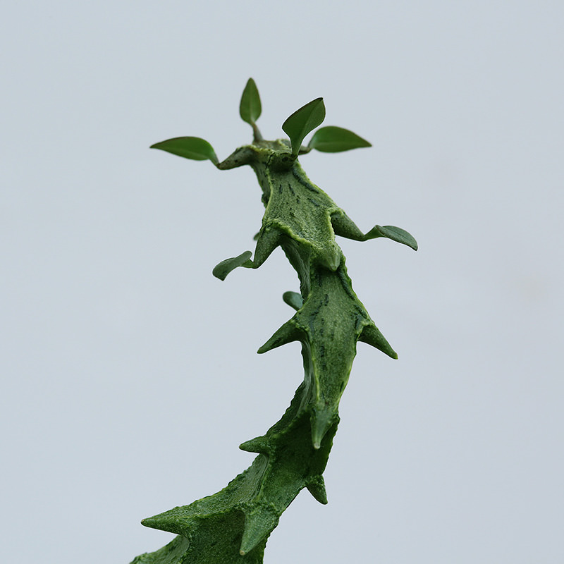 【セロペギア･シモネアエ】 Ceropegia simoneane Green form