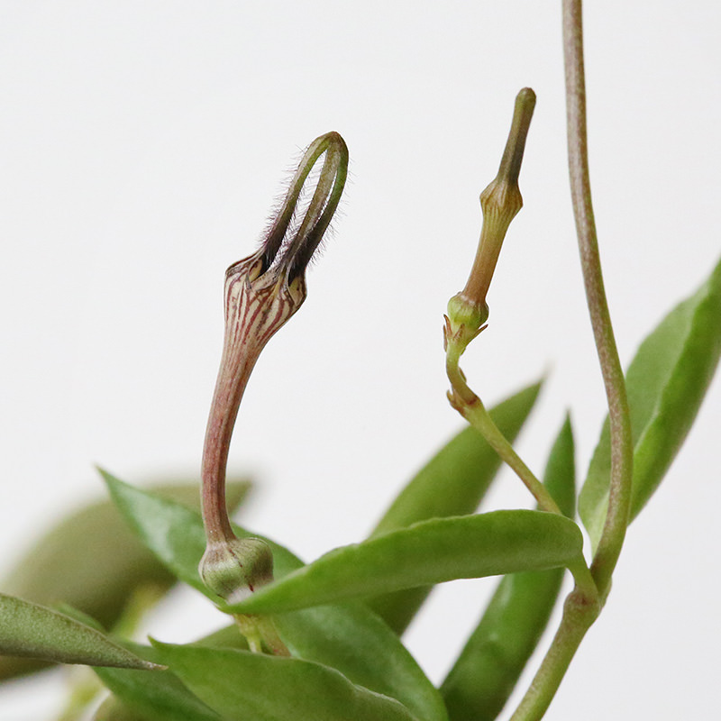 【セロペギア・リネアリス】 Ceropegia linearis africana subsp