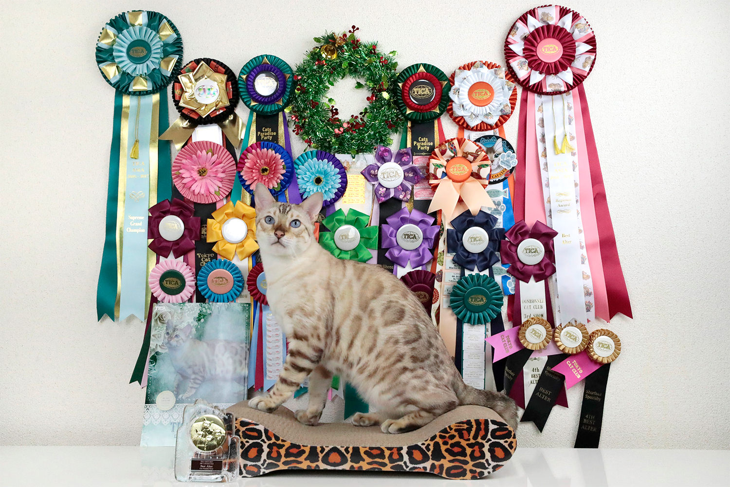 【2016-2017 BEST BENGAL ALTER OF THE YEAR】Snowbengal