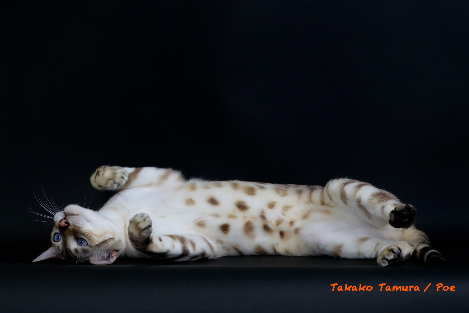 【2016-2017 BEST BENGAL ALTER OF THE YEAR】Snowbengal