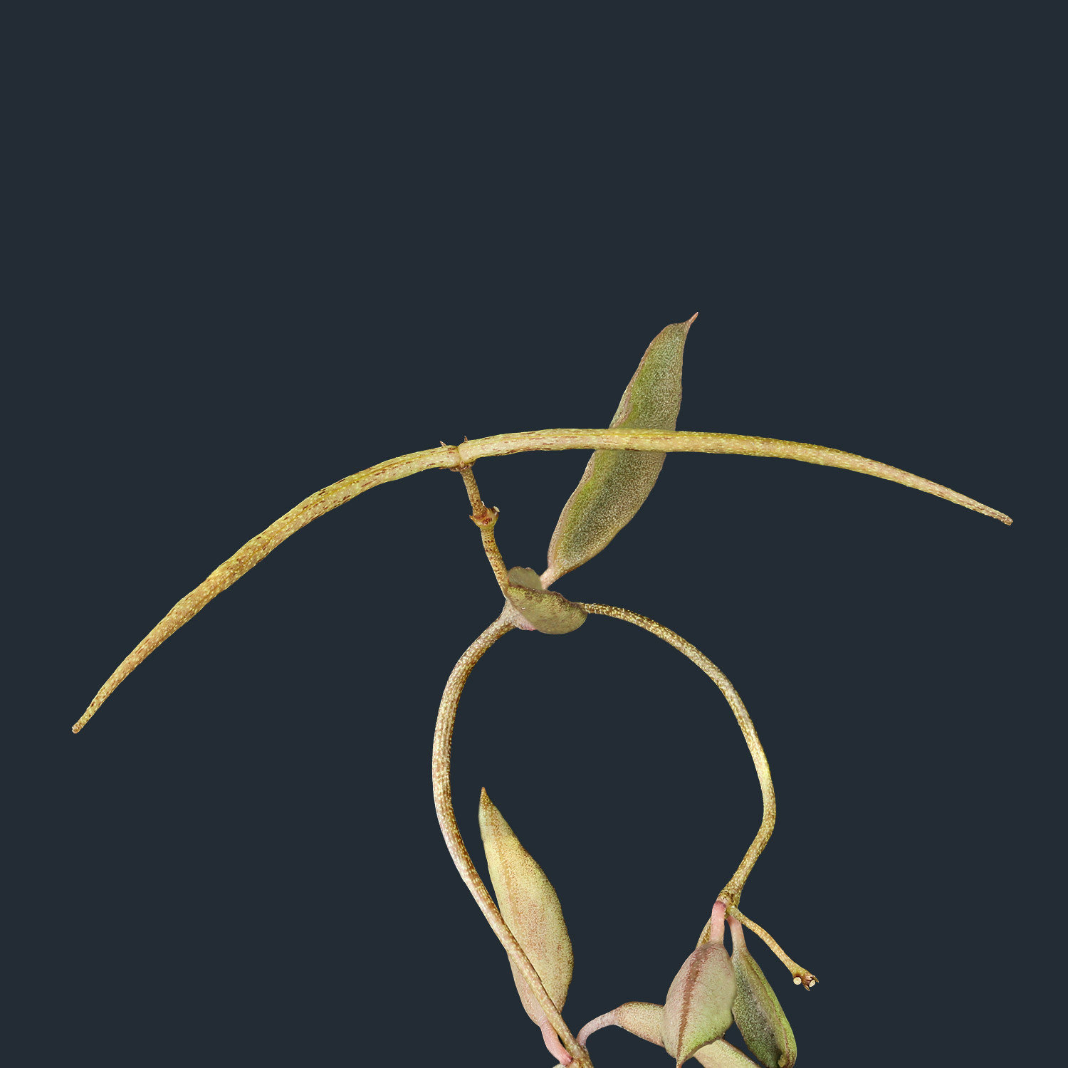 【セロペギア・リネアリス】 Ceropegia linearisafricana subsp