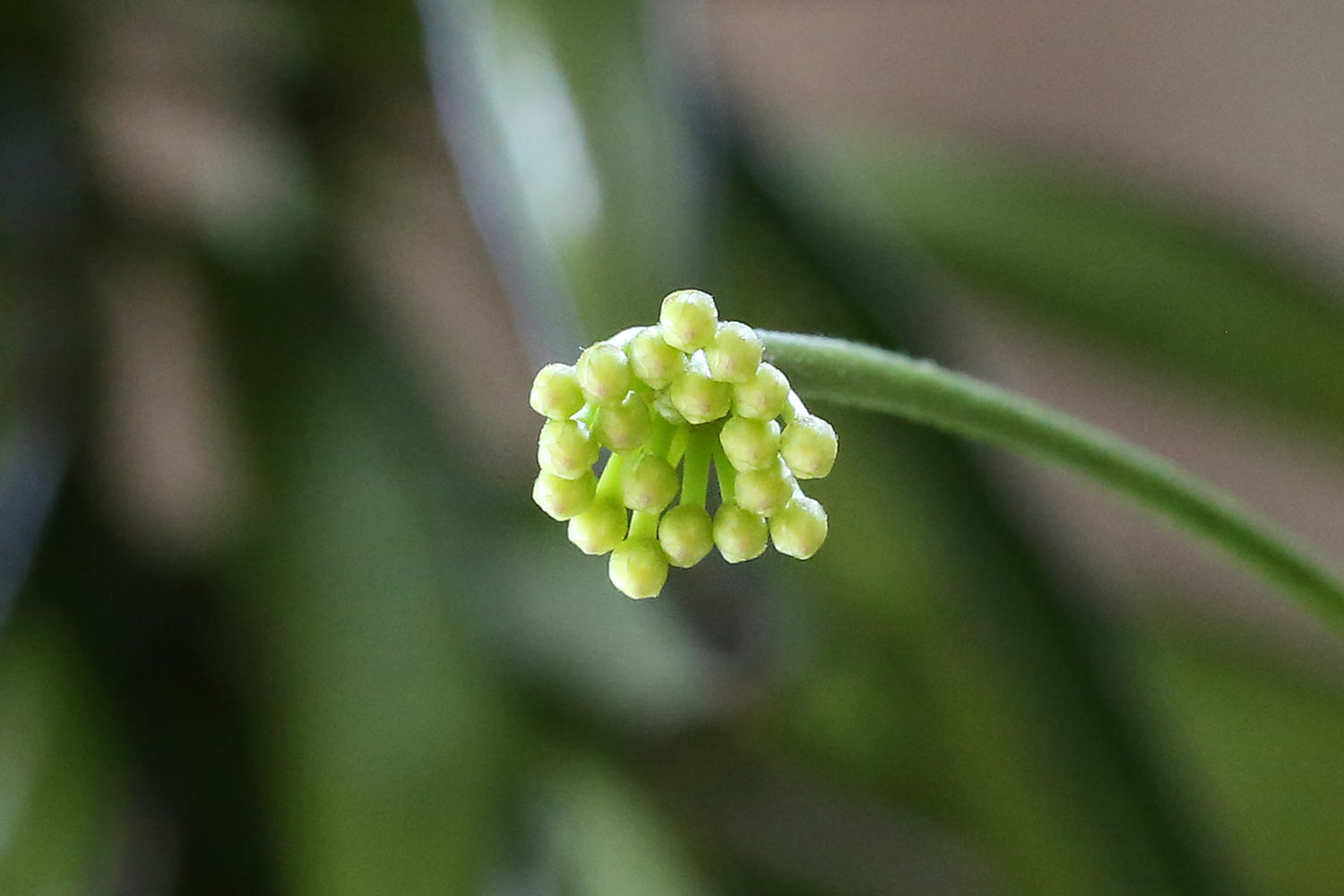 ホヤ チャイナビーン Hoya longifolia China beans