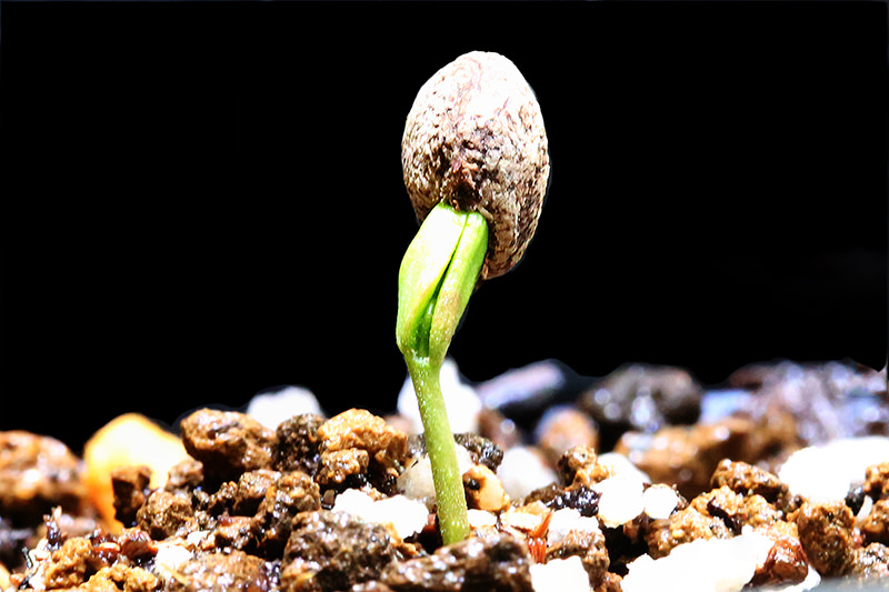 Operculicarya pachypus , seeds （オペルクリカリア・パキプス