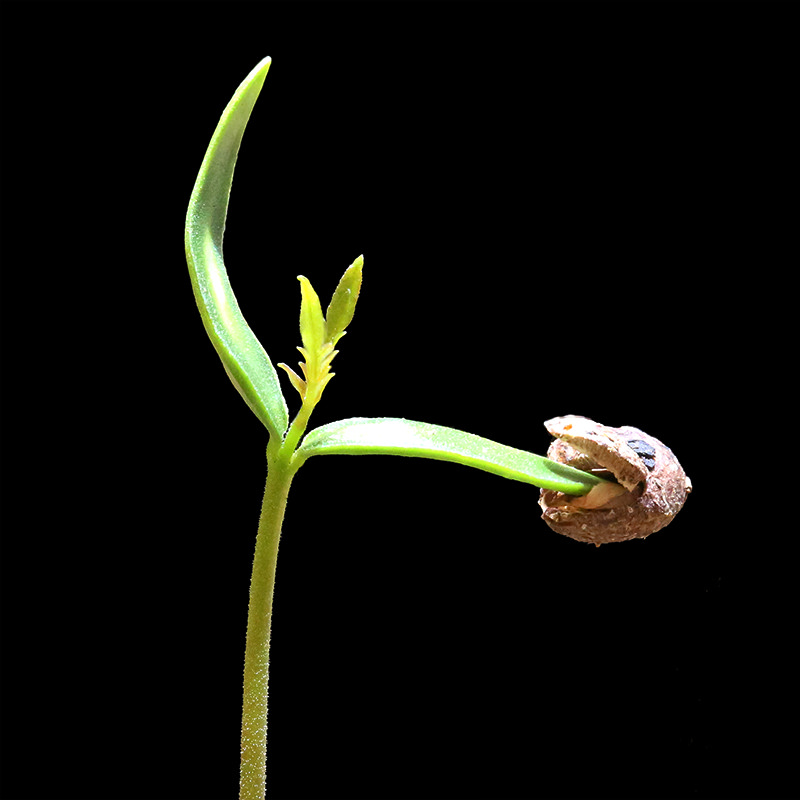 Operculicarya pachypus , seeds （オペルクリカリア・パキプス