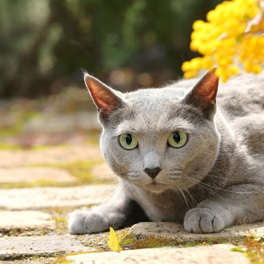 猫 ロシアンブルー cat russianblue あおちゃん