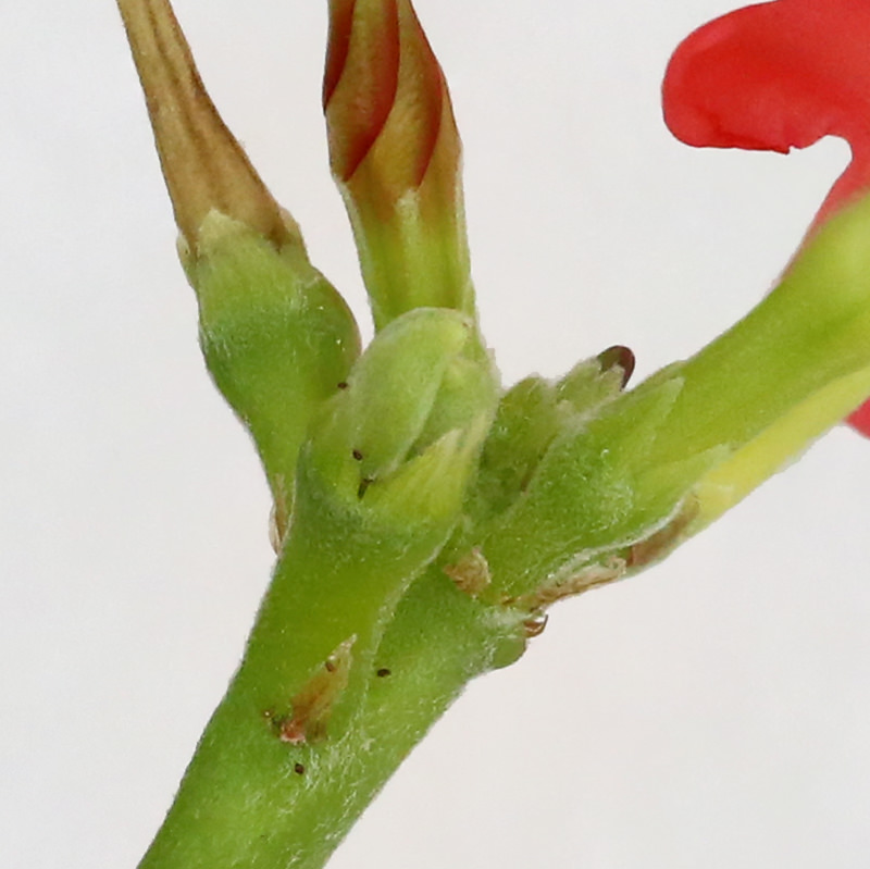 Pachypodium baronii windsorii seeds パキポディウム ウィンゾリー バロニー