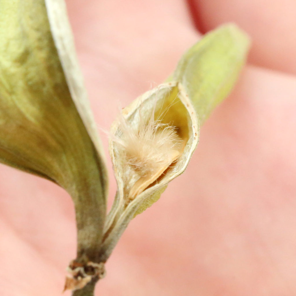 Pachypodium baronii windsorii seeds パキポディウム ウィンゾリー バロニー