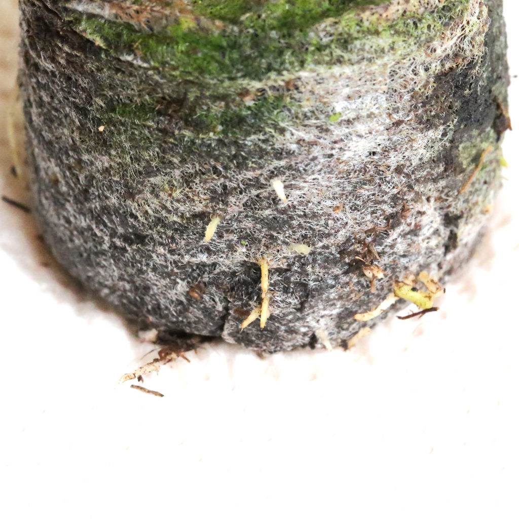 Pachypodium baronii windsorii seeds パキポディウム ウィンゾリー バロニー 塊根植物