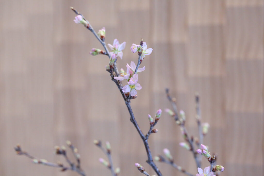 Cherry Blossoms 桜