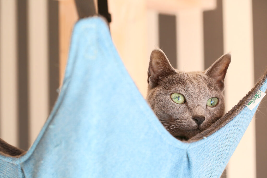 Russian Blue ロシアンブルー Cat 猫