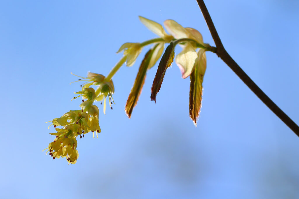 トサミズキ 主に土佐（高知県）の山地に自生するマンサク科の落葉樹 Spike winter hazel