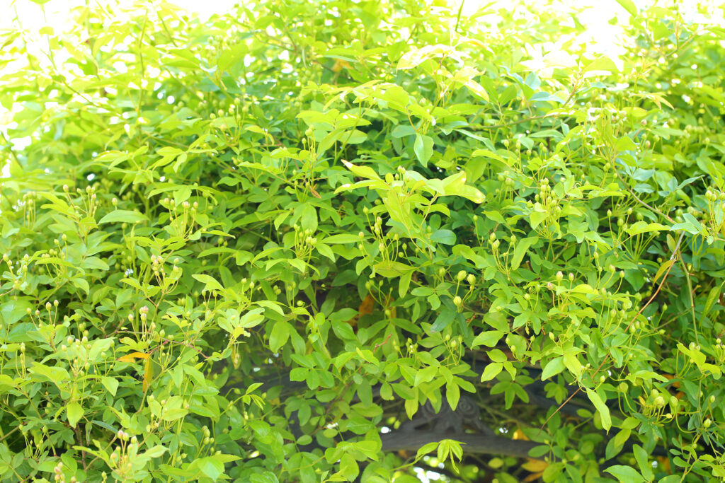 モッコウバラ 木香薔薇 中国原産の常緑性蔓バラ